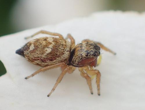 Heliophanus tribulosus